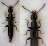 Luzea nigritula